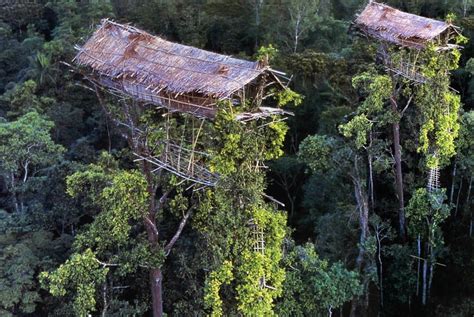 Korowai Tree House, West Papua, Indonesia | Photo Gallery | Funny Buildings