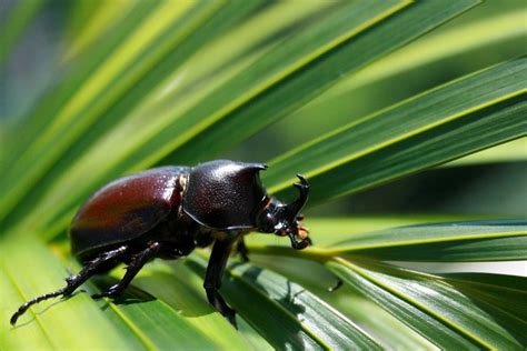 Rhinoceros Beetle