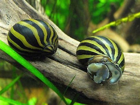 Ultimate Nerite Snails Care Guide: Lifespan, Algae-Eating, Eggs