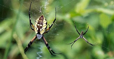 yellow garden spider