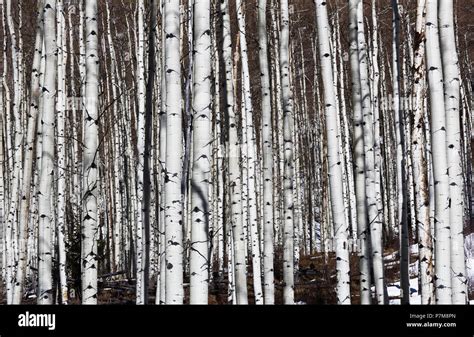 Grove of Aspen Trees, Winter, Colorado, USA Stock Photo - Alamy