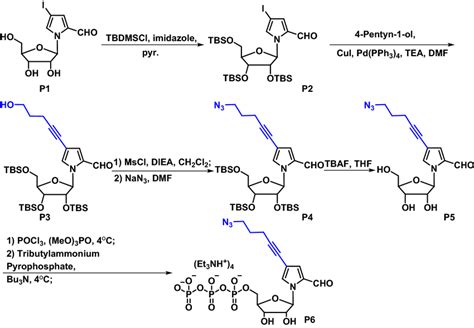 Synthesis of modified triphosphate (TP) (P6) | Download Scientific Diagram