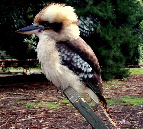 "Baby Kookaburra " by lettie1957 | Redbubble