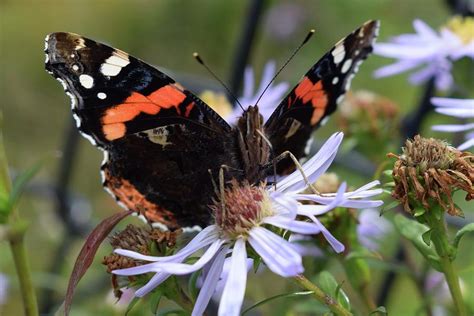 Vanessa Butterfly Photograph by Natalie Hood - Fine Art America