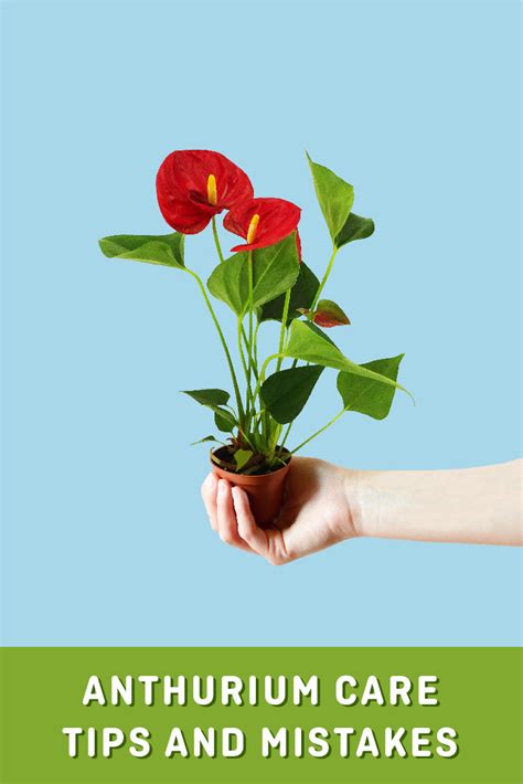 Anthurium Care Tips and Mistakes To Avoid