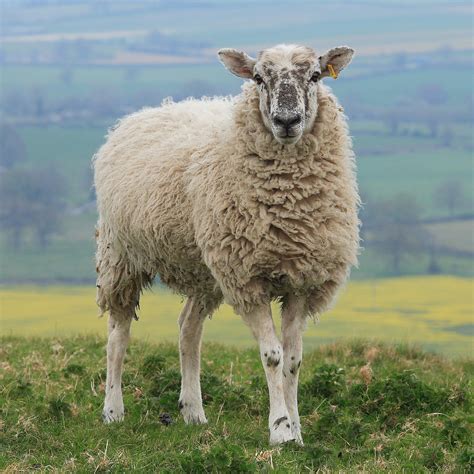 File:Hambledon Hill Sheep.jpg - Wikipedia, the free encyclopedia
