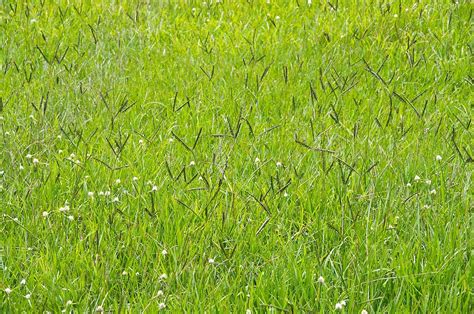 10 Drought-Resistant Grasses for Low-Maintenance Lawns