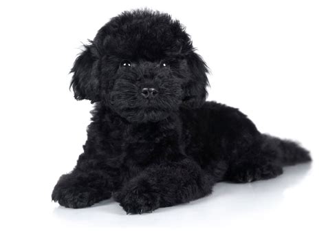 #1 | Poodle Puppies For Sale In Texas