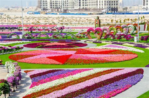 "Чудо Сад" в Дубай"(Dubai Miracle Garden) - самый большой парк цветов в ...