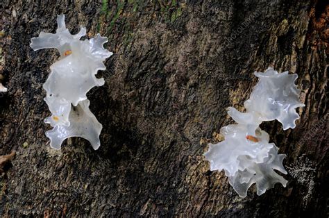 Jelly Fungi - Stock Image - F031/4433 - Science Photo Library