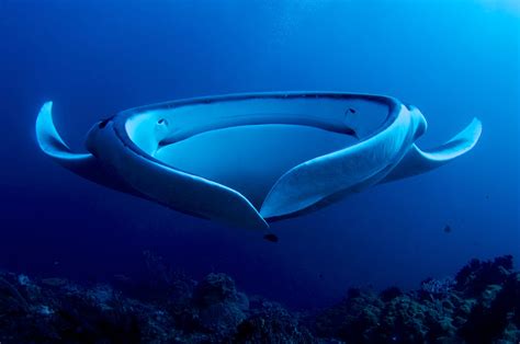 Picture of the Day: Giant Manta Ray Filter Feeding » TwistedSifter