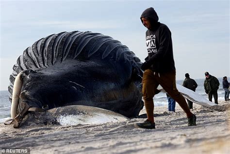 Stranded humpback whale dies on Long Island beach | Daily Mail Online