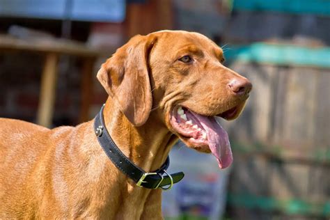 12 Vizsla Mix Breeds You Might Just Fall in Love With (w/ Pics)