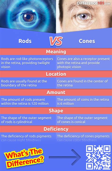 Rods Cones: Key Differences, Pros Cons, Similarities, 43% OFF