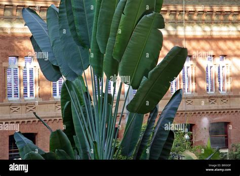 ATOCHA TRAIN STATION AND ITS TROPICAL GARDEN, A VERITABLE 4000 M2 JUNGLE, MADRID, SPAIN Stock ...