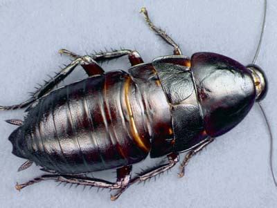 UF/IFAS Cockroach Photographs CD-ROM