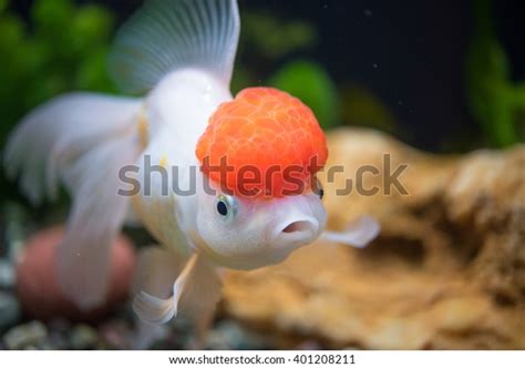 3,660 Oranda Fish Images, Stock Photos & Vectors | Shutterstock