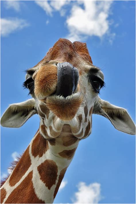 57 best images about Giraffe tongues on Pinterest