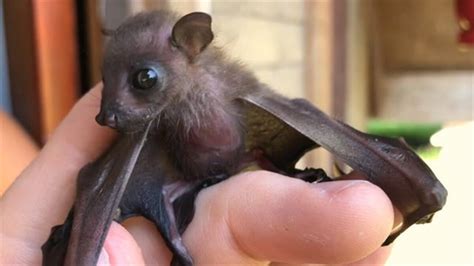 Biologists Attempt to Rescue Baby Bat in Borneo