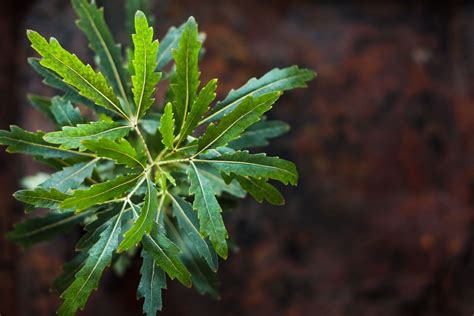 False aralia: flowers, care & propagation - Plantura