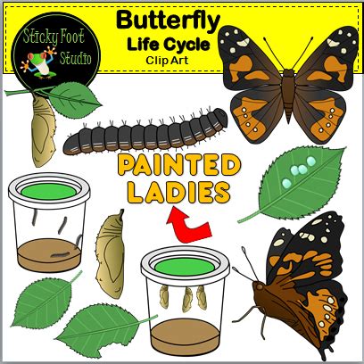 Butterfly Life Cycle Clip Art for Painted Lady Butterflies - Made By Teachers