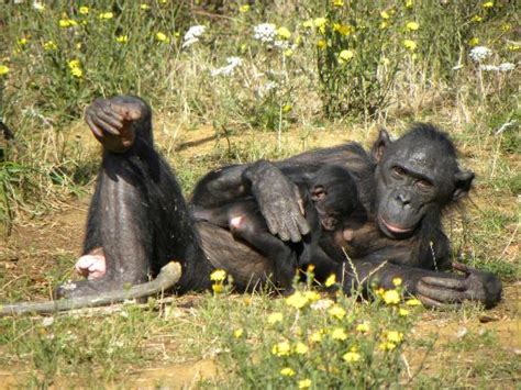 La Vallee des Singes (Romagne) - 2021 All You Need to Know BEFORE You ...