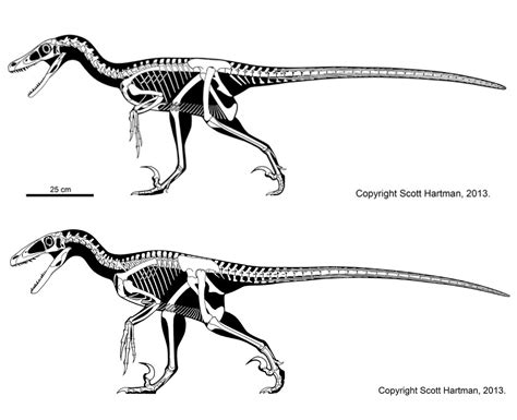 Velociraptor (top) VS Deinonychus (bottom) : r/Dinosaurs