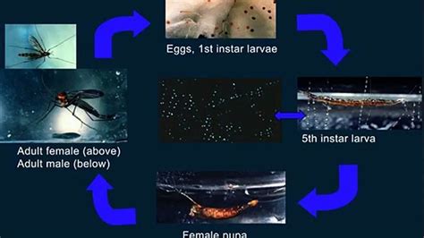 glow worm life cycle - video Dailymotion