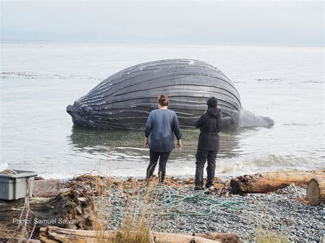 Humpback Whale Corpse Inflated Like a Balloon Found on Beach - Newsweek