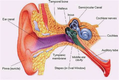 Draw A Well Labelled Diagram Of Human Ear