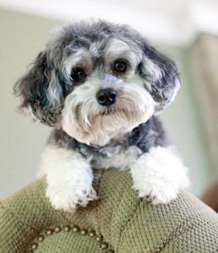 Maltipoo Dog Breed Information, Images, Characteristics, Health