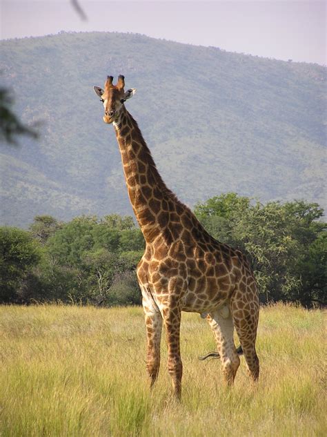 Berkas:Giraffe standing.jpg - Wikipedia bahasa Indonesia, ensiklopedia bebas