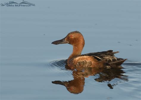 Cinnamon Teal Images – On The Wing Photography