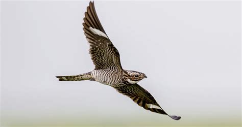 Common Nighthawk Identification, All About Birds, Cornell Lab of Ornithology