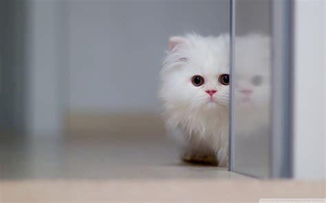 Cute White Cat Ultra HD Desktop Background Wallpaper for 4K UHD TV : Widescreen & UltraWide ...