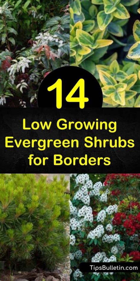 14 Low Growing Evergreen Shrubs for Borders