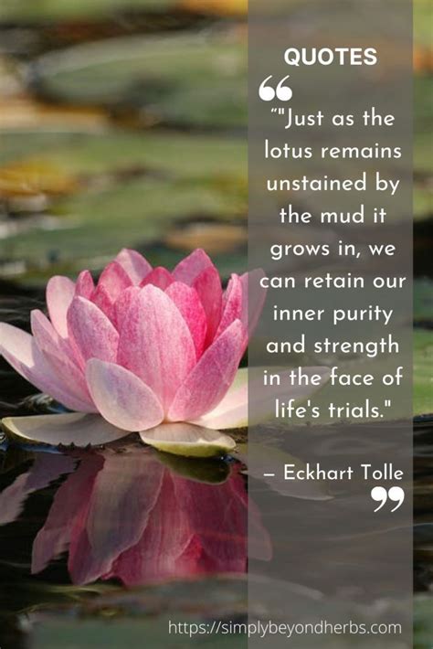 100+ Best Lotus Quotes: sharing Wisdom through Lotus Flower quotes ...