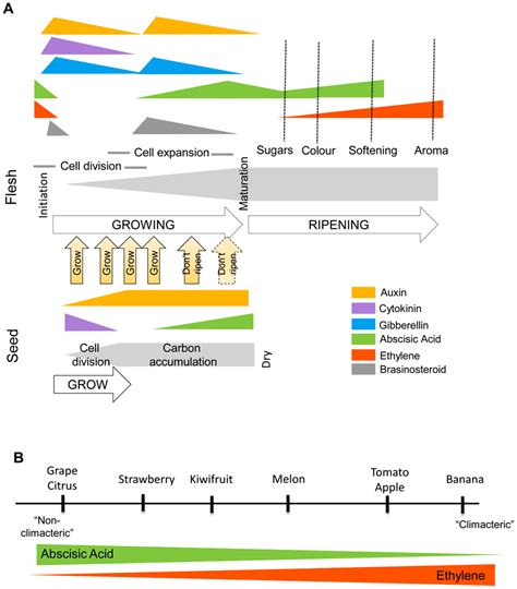 Frontiers | A dynamic interplay between phytohormones is required for ...