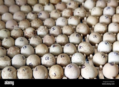 Red legged partridge eggs hi-res stock photography and images - Alamy