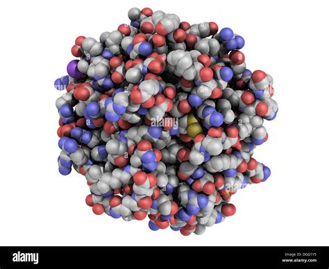 Structure of thrombin blood-clotting enzyme: Human alpha-thrombin ...