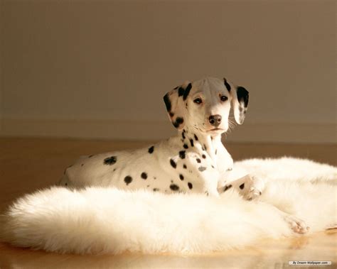 Dalmatian Spots Wallpaper - WallpaperSafari