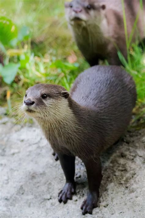 Adorable Tayto Park animals enjoy cool treats in the sun during heatwave - Dublin Live