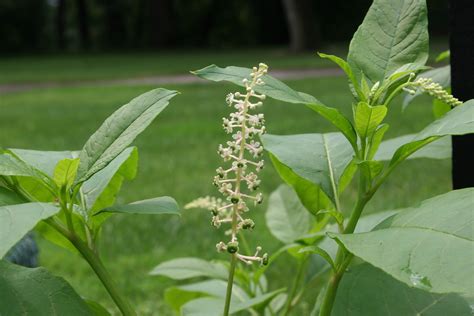 Pokeweed – Phytolacca americana - Plant & Pest Diagnostics