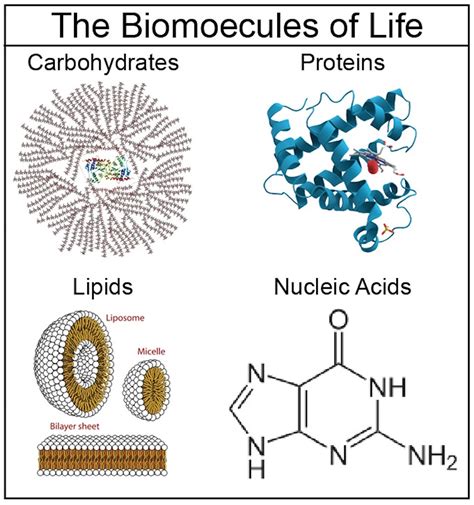 About the 4 Major Biomolecules | Biology lessons, Teaching biology, Biology