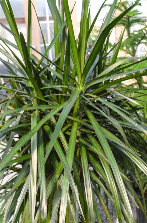 Dracaena Marginata | Dragon Tree | Shades of Green Inc.