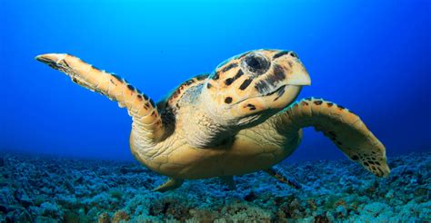 Hawksbill Turtle Rebounding After Quarter Centruy of Conservation ...