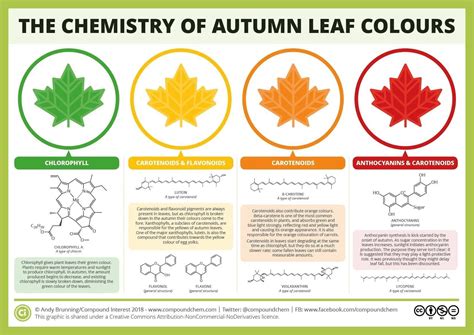 Brain Post: Why Do Leaves Change Color in the Fall? - SnowBrains