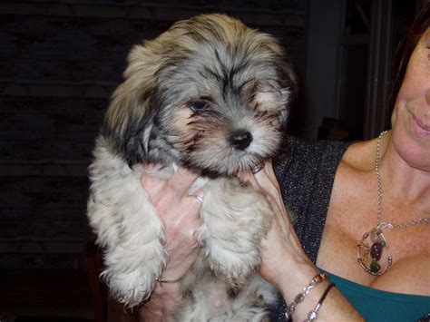 Chi Apso (Chihuahua Lhasa Apso Mix) | Info, Temp, Puppies & Pictures