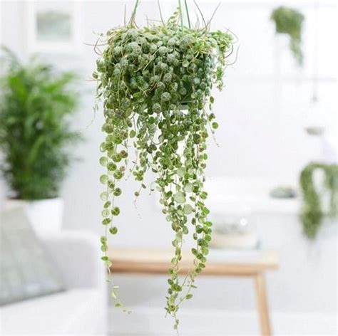 30 Best Trailing Foliage Plants for Hanging Baskets & Window Boxes | Plants for hanging baskets ...