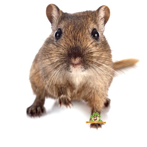 Informatie over de Mongoolse Gerbil | DRD Knaagdierwinkel®